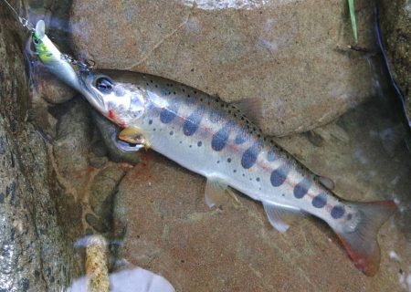 渓流でアマゴ狙い ～長良川水系～